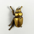 12cm Lady Stag Beetle Wall Art Decoration - Gold