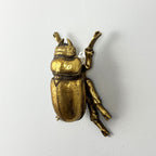 12cm Lady Stag Beetle Wall Art Decoration - Gold