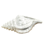 22cm Conch Shell Ornament - Ceramic