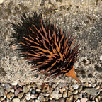Rusty Hedgehog Garden Ornament - Metal