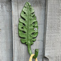 17cm Tropical Leaf Wall Storage Hook - Cast Iron