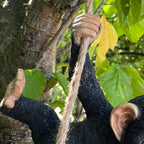 28cm Hanging Swinging Monkey Ornament - Resin