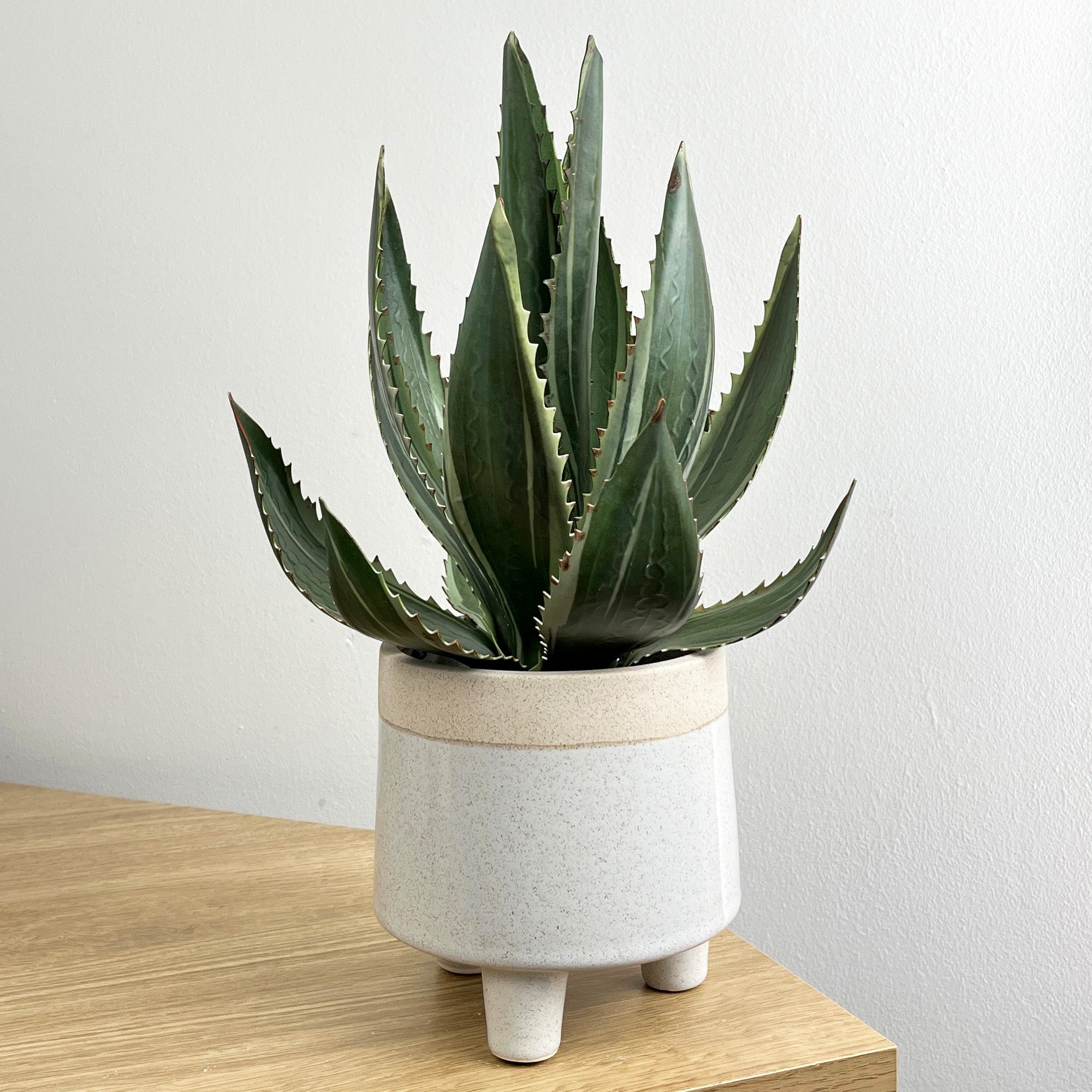 33.5cm Artificial Aloe Vera Plant in Pot