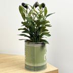 29.5cm Artificial Olive Plant in Vintage Tin Can Plant Pot