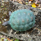 22cm Tortoise Garden Ornament - Resin