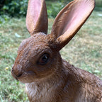27.5cm Sitting Rabbit Garden Ornament - Resin