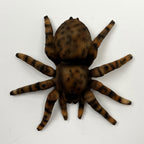 16.5cm Tarantula Spider Wall Decoration - Resin