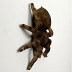 16.5cm Tarantula Spider Wall Decoration - Resin