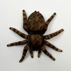 16.5cm Tarantula Spider Wall Decoration - Resin
