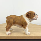 Brown & White Bulldog Ornament - Resin