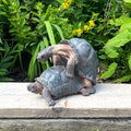 Cheeky Mating Tortoises Ornament - Resin