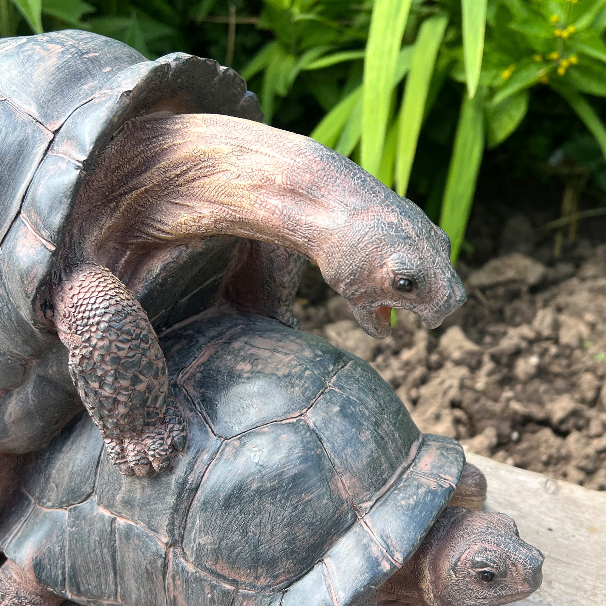 Cheeky Mating Tortoises Ornament - Resin