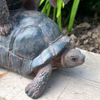 Cheeky Mating Tortoises Ornament - Resin