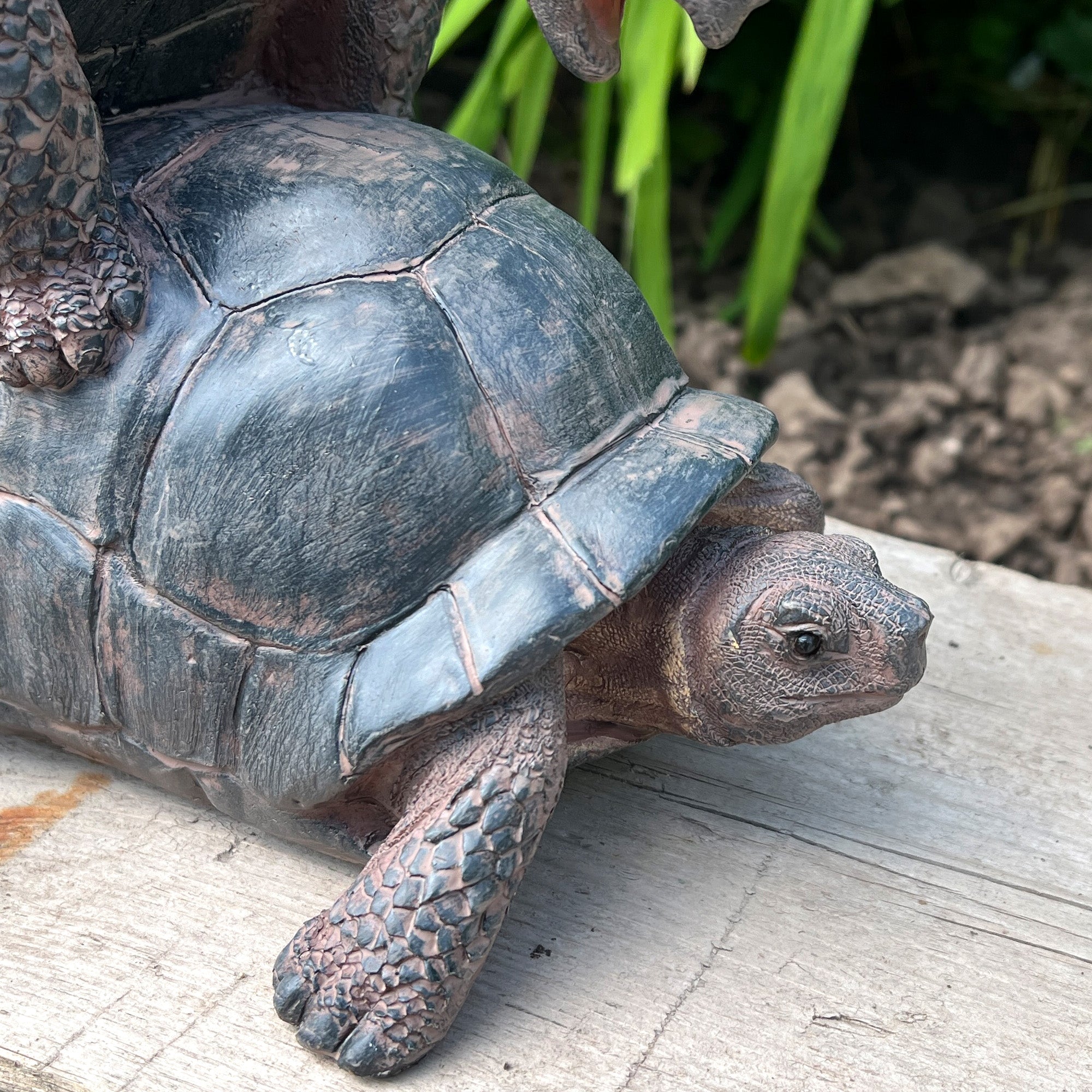 Cheeky Mating Tortoises Ornament - Resin