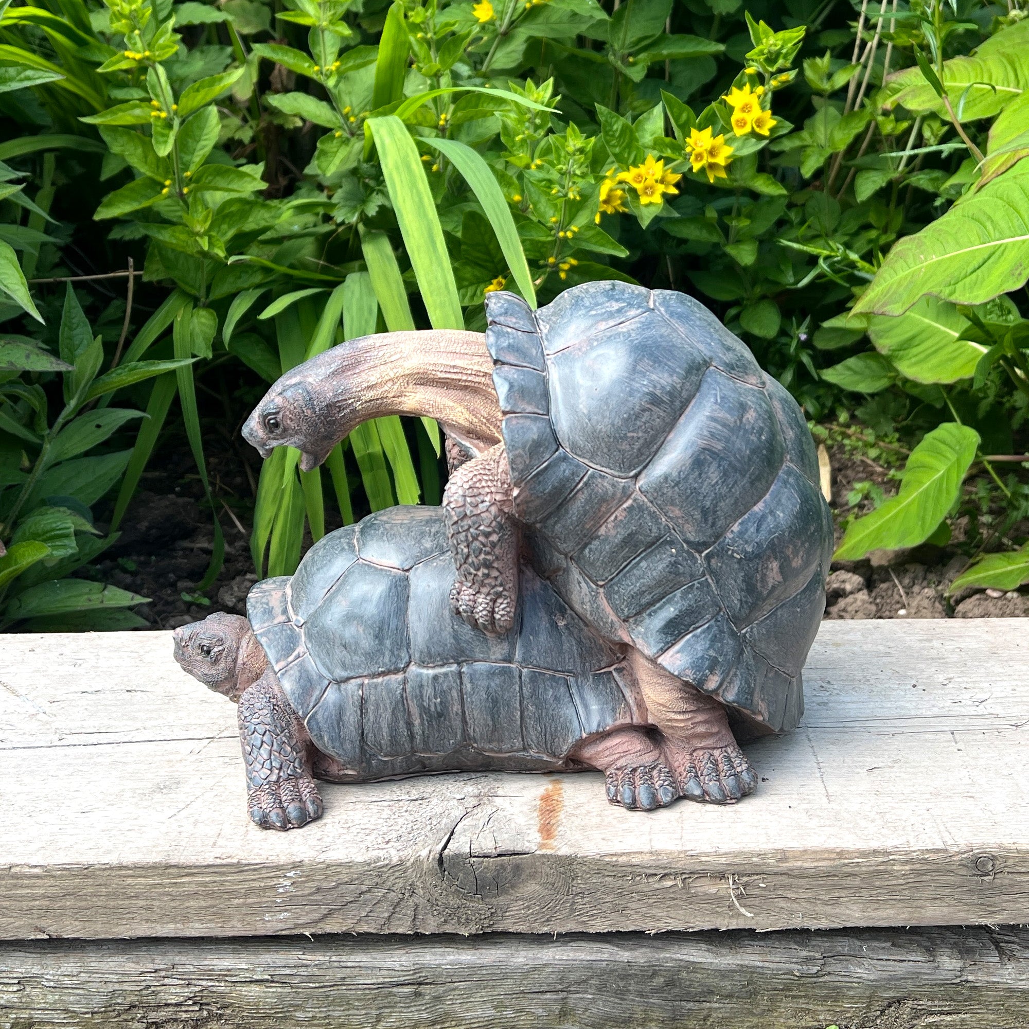 Cheeky Mating Tortoises Ornament - Resin