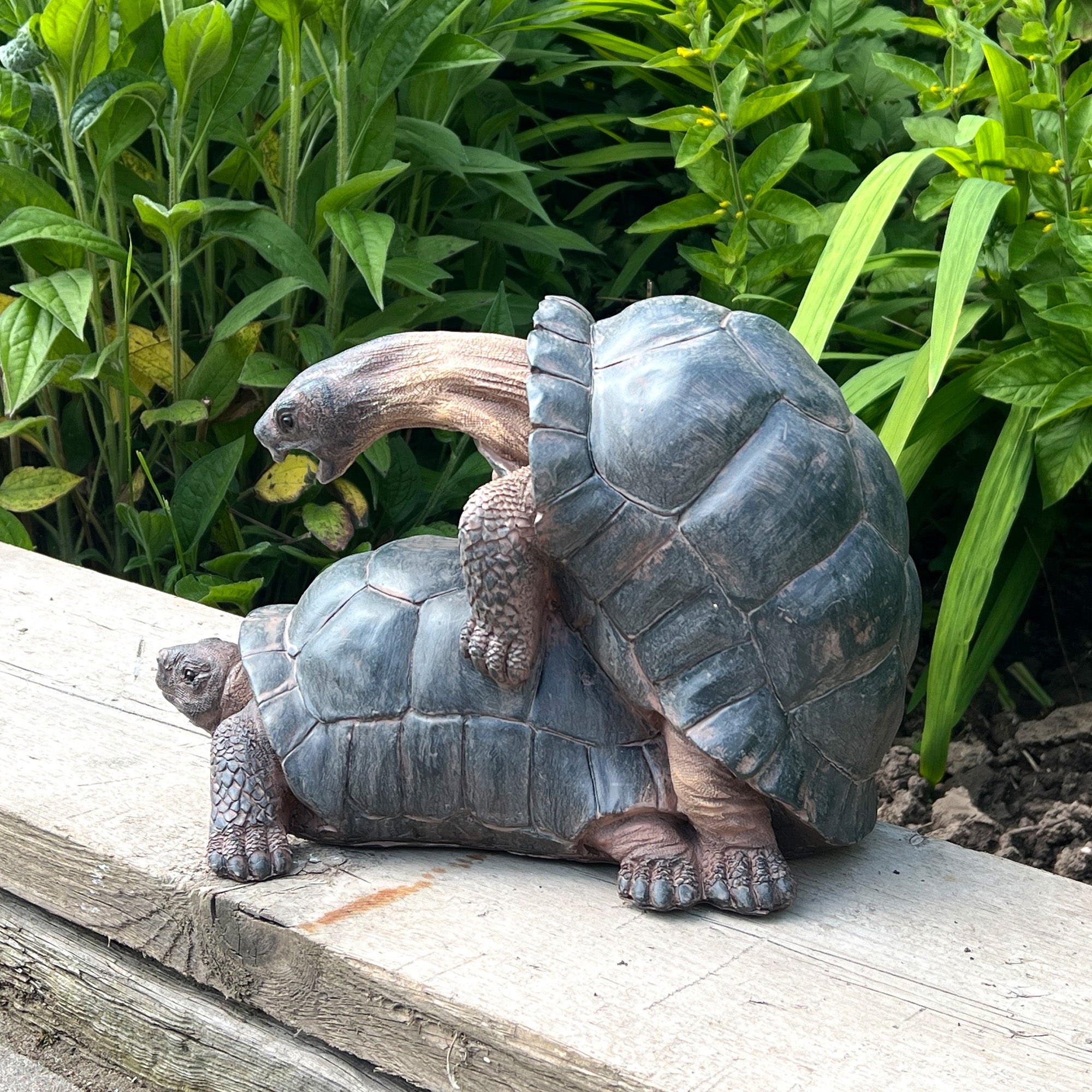 Cheeky Mating Tortoises Ornament - Resin