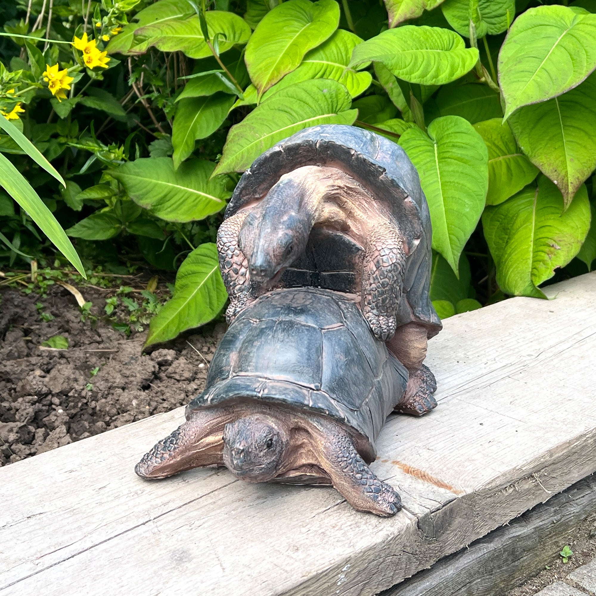 Cheeky Mating Tortoises Ornament - Resin