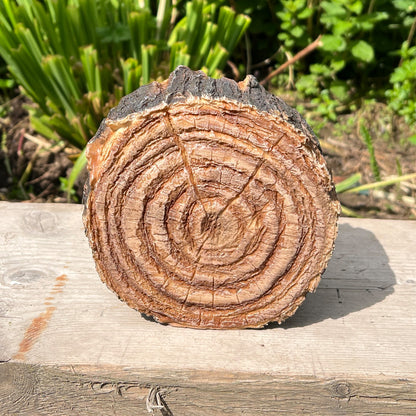 Hedgehogs in Log Ornament - Resin