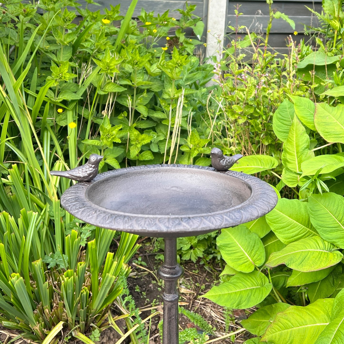 50cm Pedestal Bird Bath - Cast Iron