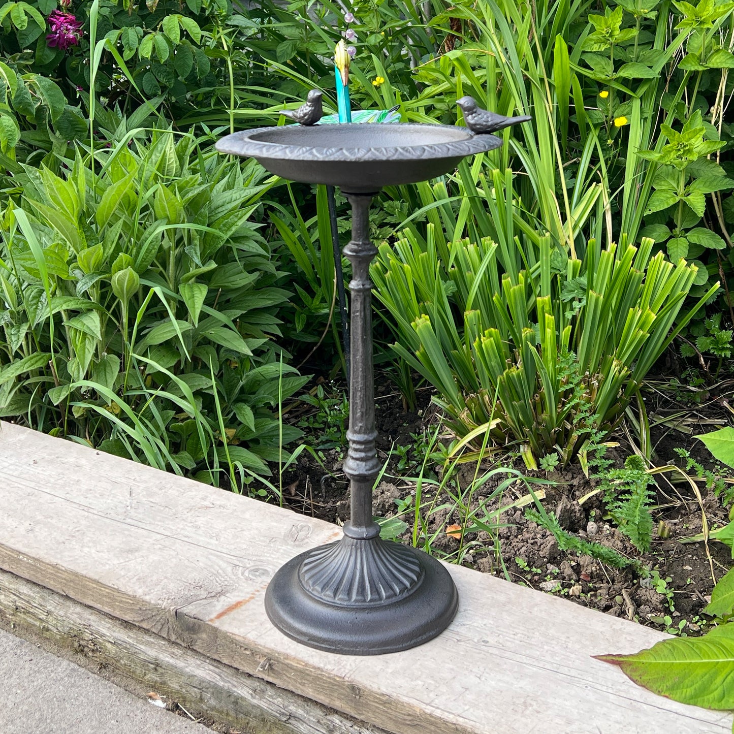 50cm Pedestal Bird Bath - Cast Iron