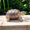 Tortoise Garden Ornament - Resin