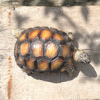 Tortoise Garden Ornament - Resin