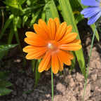 Set of 6 Metal Daisy Stake Flowers Garden Decorations