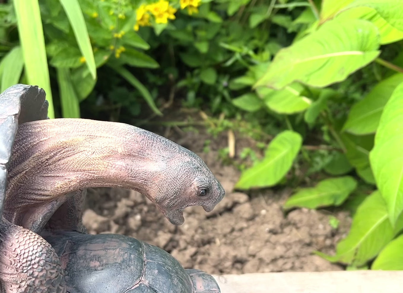 Cheeky Mating Tortoises Ornament - Resin